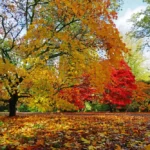 [Aggregator] Downloaded image for imported item #65235