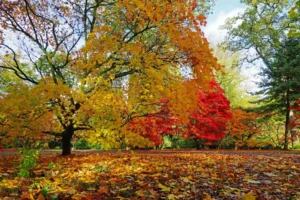 [Aggregator] Downloaded image for imported item #65235