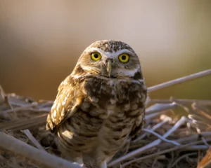 [Aggregator] Downloaded image for imported item #84437