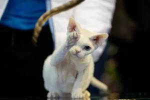 [Aggregator] Downloaded image for imported item #64925