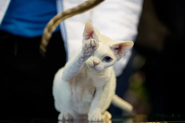 [Aggregator] Downloaded image for imported item #64925