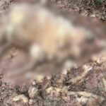 [Aggregator] Downloaded image for imported item #58939