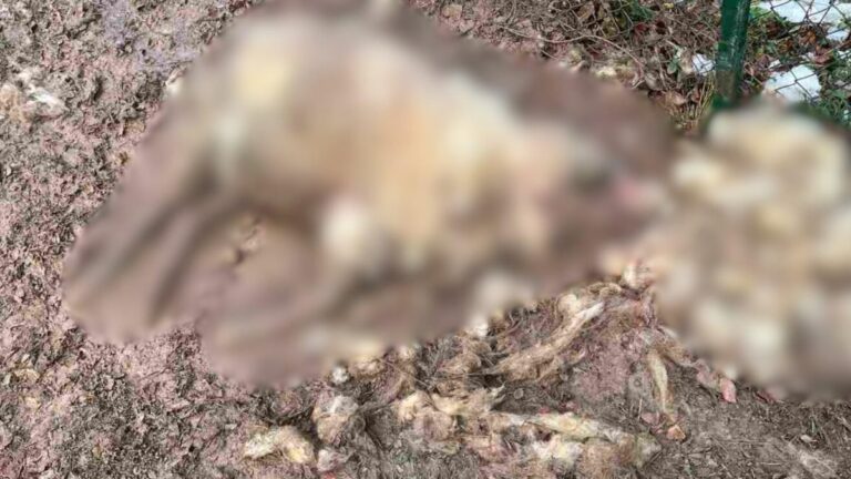 [Aggregator] Downloaded image for imported item #58939