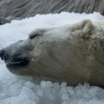 [Aggregator] Downloaded image for imported item #69517