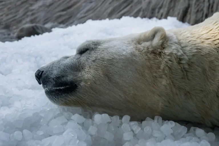 [Aggregator] Downloaded image for imported item #69517