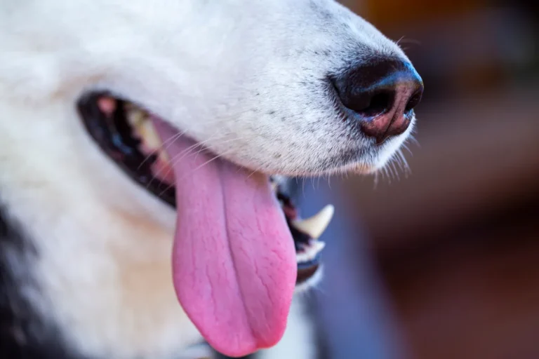 [Aggregator] Downloaded image for imported item #74142