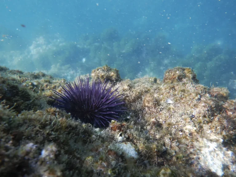 [Aggregator] Downloaded image for imported item #88472