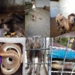 [Aggregator] Downloaded image for imported item #90436