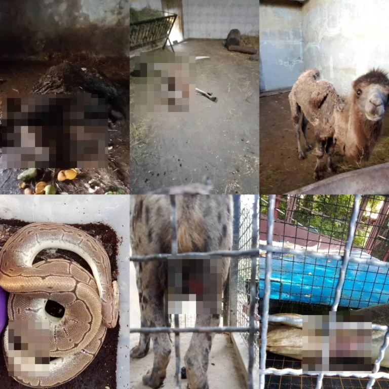 [Aggregator] Downloaded image for imported item #90436