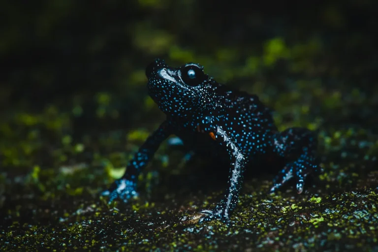 [Aggregator] Downloaded image for imported item #92801