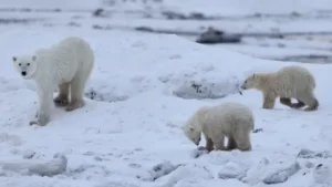 [Aggregator] Downloaded image for imported item #95523