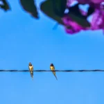 [Aggregator] Downloaded image for imported item #112917