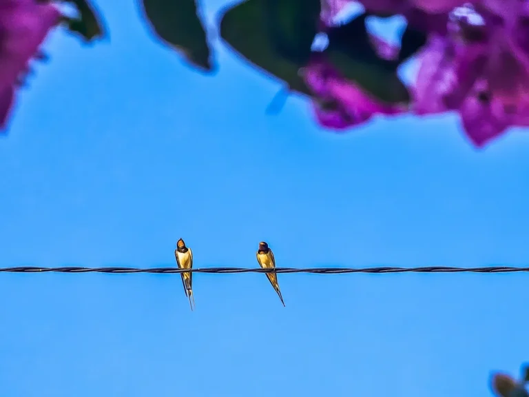 [Aggregator] Downloaded image for imported item #112917