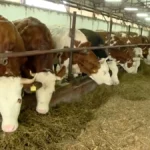 [Aggregator] Downloaded image for imported item #119042