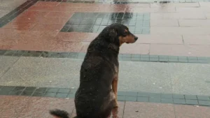 [Aggregator] Downloaded image for imported item #119319