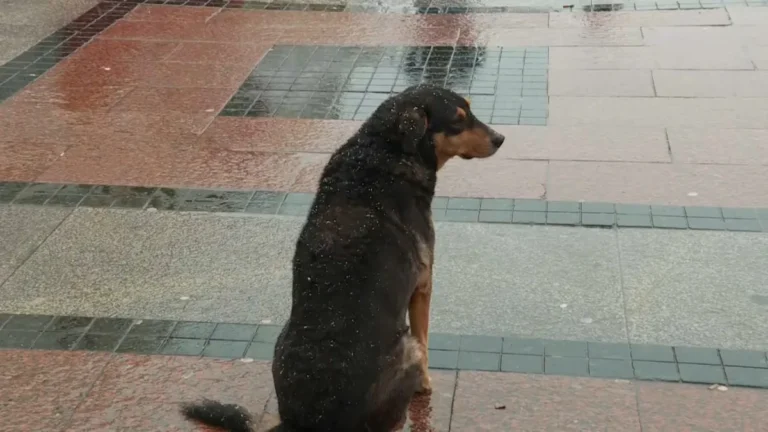 [Aggregator] Downloaded image for imported item #119319