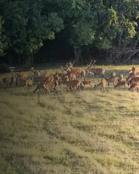 [Aggregator] Downloaded image for imported item #119322