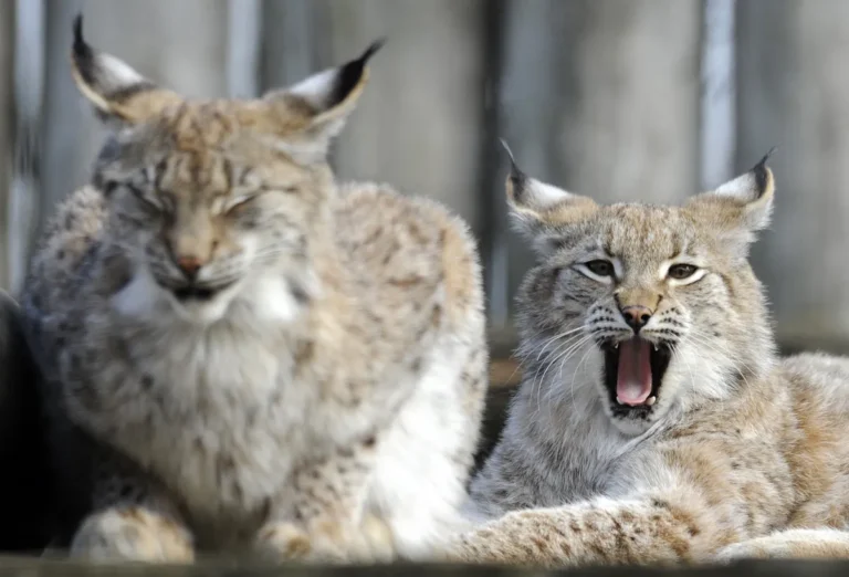 [Aggregator] Downloaded image for imported item #121640