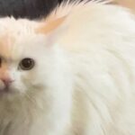 [Aggregator] Downloaded image for imported item #121855