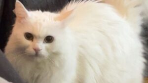 [Aggregator] Downloaded image for imported item #121855