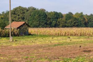 [Aggregator] Downloaded image for imported item #110876