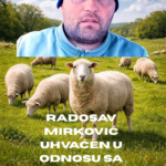 RADOSAV MIRKOVIĆ UHVAĆEN U ODNOSU SA OVCAMA