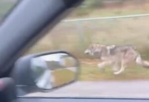 [Aggregator] Downloaded image for imported item #54780