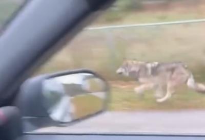 [Aggregator] Downloaded image for imported item #54780