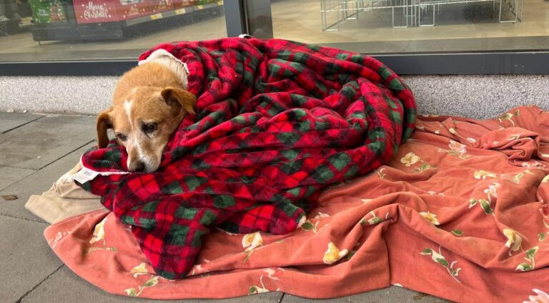 [Aggregator] Downloaded image for imported item #53175