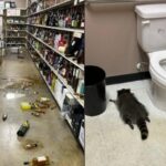 [Aggregator] Downloaded image for imported item #58886