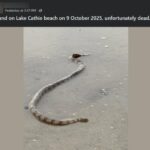 [Aggregator] Downloaded image for imported item #58901