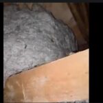 [Aggregator] Downloaded image for imported item #68894