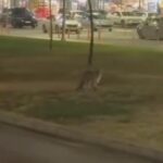 [Aggregator] Downloaded image for imported item #68210