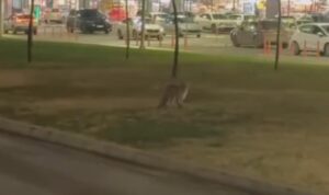 [Aggregator] Downloaded image for imported item #68210