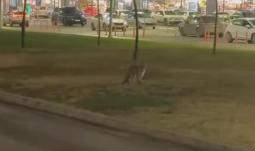 [Aggregator] Downloaded image for imported item #68210