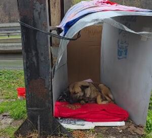 [Aggregator] Downloaded image for imported item #69981