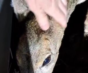 [Aggregator] Downloaded image for imported item #90178