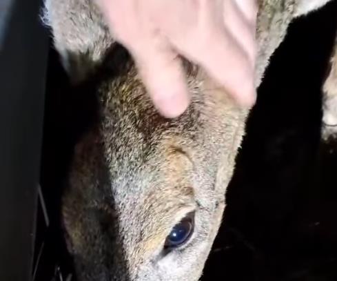 [Aggregator] Downloaded image for imported item #90178