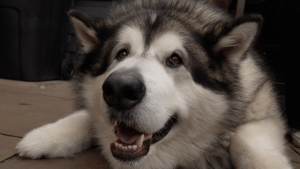 [Aggregator] Downloaded image for imported item #120300