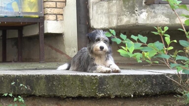 [Aggregator] Downloaded image for imported item #96480