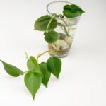 [Aggregator] Downloaded image for imported item #54383