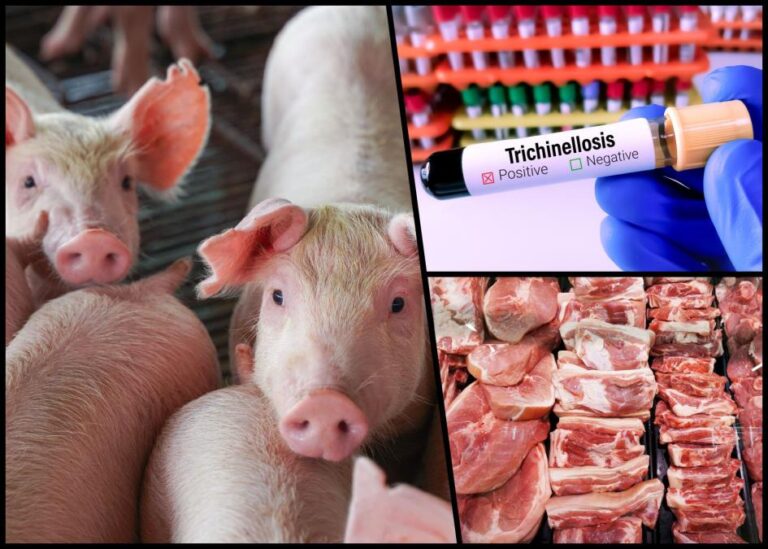 [Aggregator] Downloaded image for imported item #108417