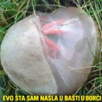 Evo šta sam našla u bašti u Borči