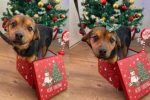 [Aggregator] Downloaded image for imported item #76366