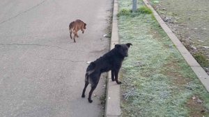 [Aggregator] Downloaded image for imported item #96620