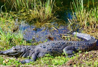 [Aggregator] Downloaded image for imported item #96005