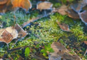 [Aggregator] Downloaded image for imported item #92253