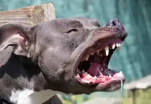 [Aggregator] Downloaded image for imported item #66719