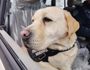 [Aggregator] Downloaded image for imported item #74426