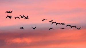 [Aggregator] Downloaded image for imported item #86766